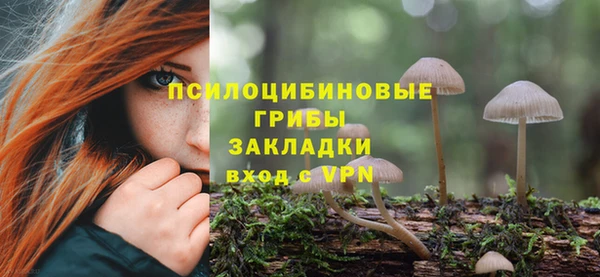 прущие грибы Аркадак