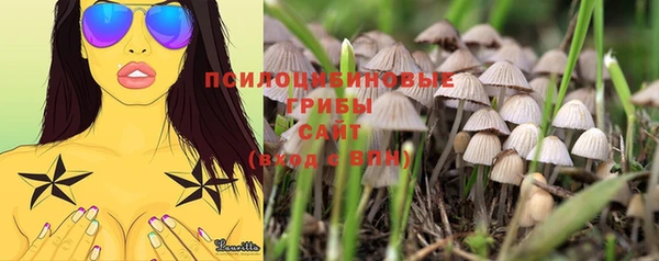 прущие грибы Аркадак